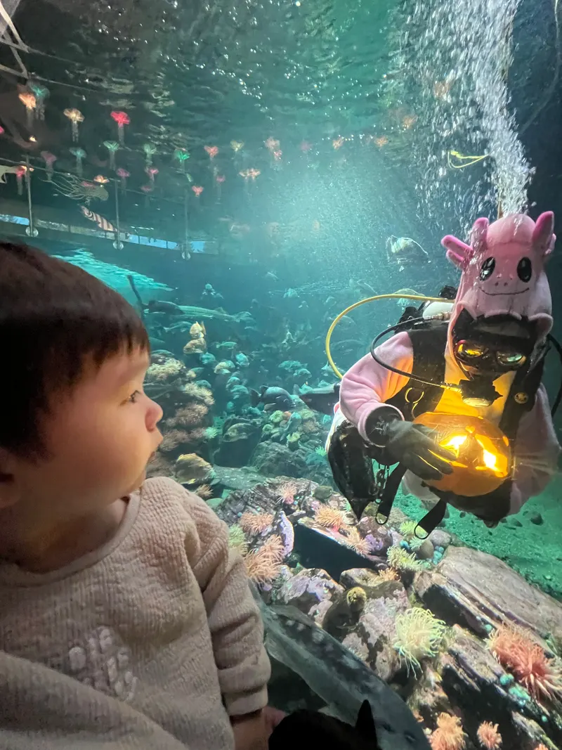 Amadeus at 23 months watching a scuba diver in a pig costume at an aquarium in Vancouver