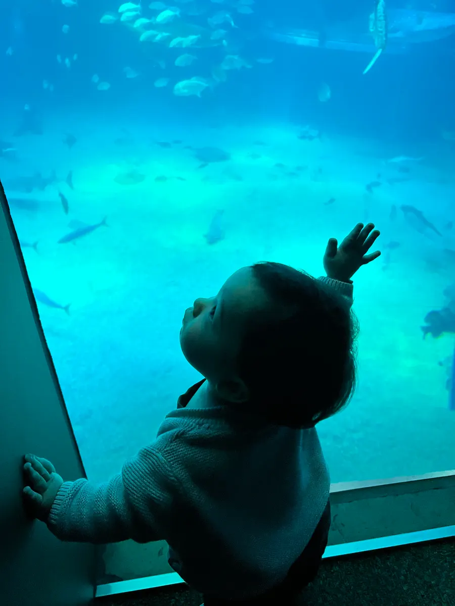 Amadeus at 12 months reaching up at a giant aquarium tank full of fish